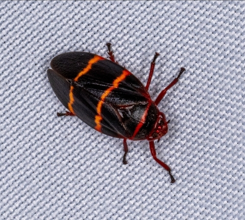 Two-lined Spittlebug