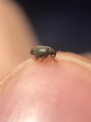 Orchestes fagi