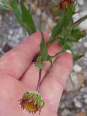 Gaillardia pulchella