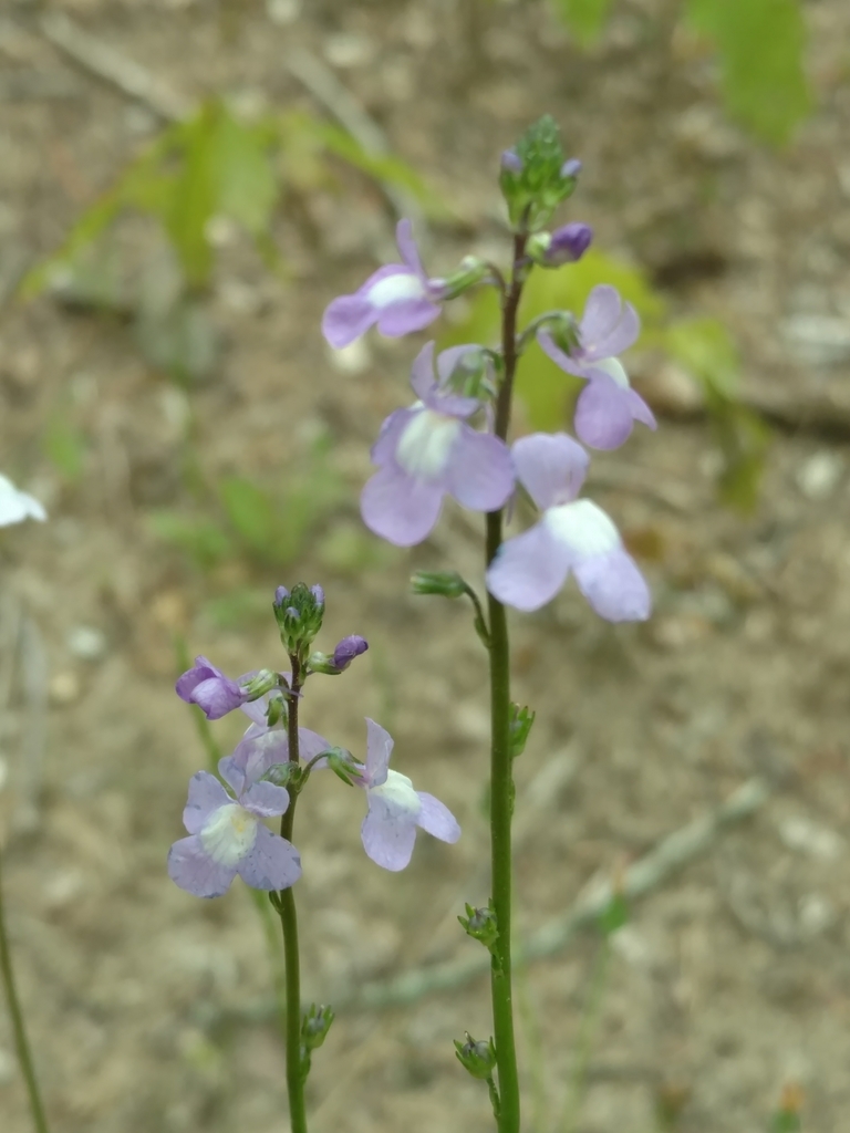 blue toadflax from 5, Federalsburg, MD 21632, USA on May 14, 2020 at 03 ...