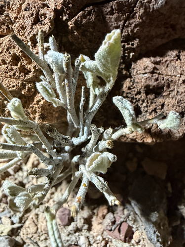 Glandleaf Milkwort