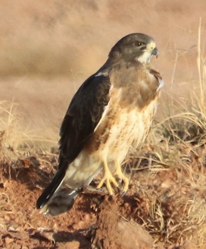 Swainson's Hawk
