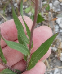 Gaillardia pulchella