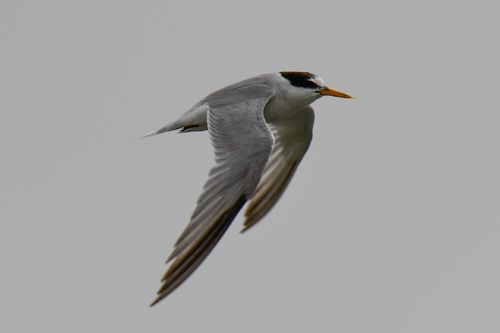 iNaturalist: (c) nm321, some rights reserved (CC BY-NC), uploaded by nm321 iNaturalist image