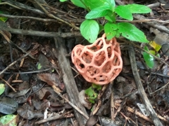Clathrus natalensis