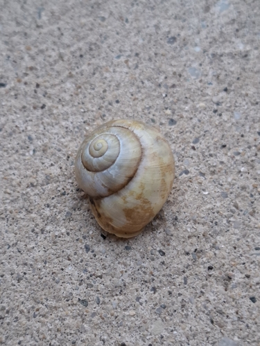 White-lipped Snail