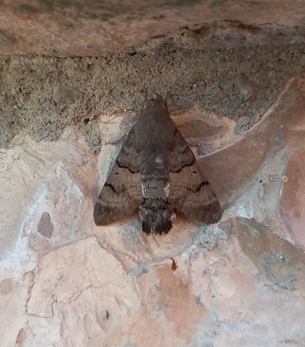 Eurasian Hummingbird Hawkmoth