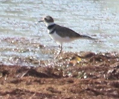 Killdeer