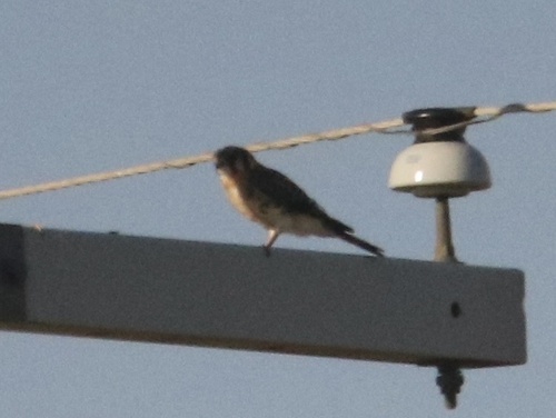 American Kestrel