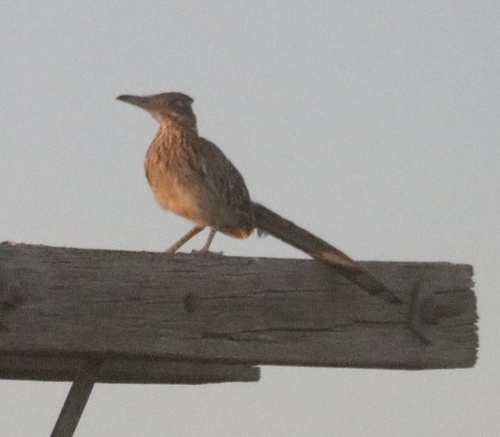 Greater Roadrunner