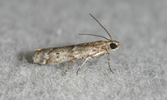 Eurythmia angulella