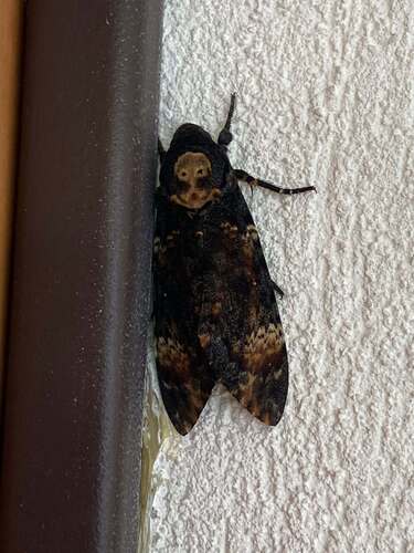 Death's Head Hawkmoth