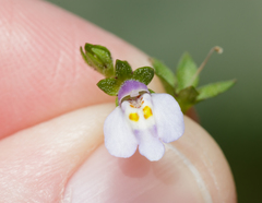 Angiospermae