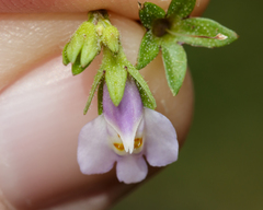 Angiospermae