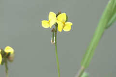 Crotalaria rotundifolia