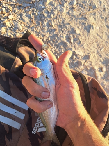Bluefish