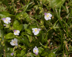 Angiospermae