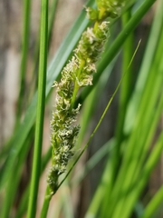 Carex decomposita