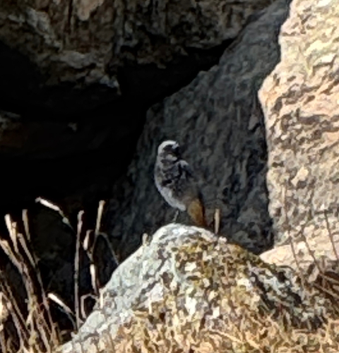 Black Redstart
