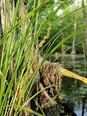 Carex decomposita