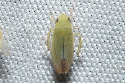 Memnonia, 2026-09-02