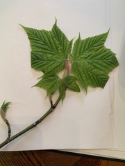 Acer pensylvanicum