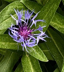 Centaurea montana