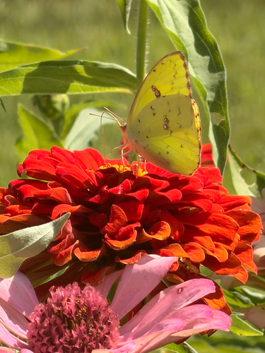 Cloudless Sulphur