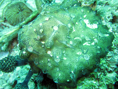 Leptoclinides reticulatus