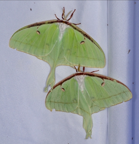 North American Luna Moth