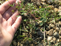 Melilotus neapolitanus