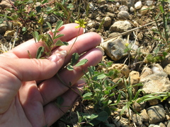 Melilotus neapolitanus