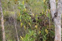 Nepenthes madagascariensis