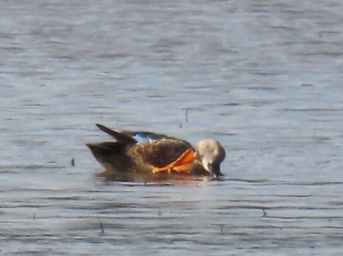 iNaturalist: (c) Gigi Laidler, some rights reserved (CC BY-NC), uploaded by Gigi Laidler iNaturalist image