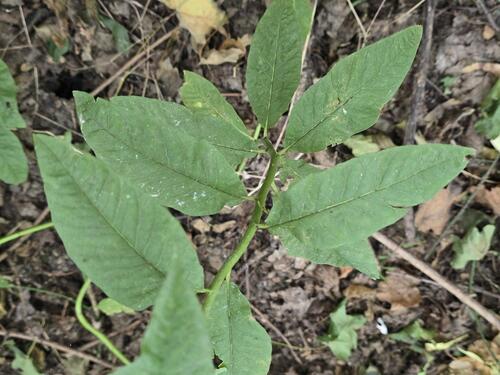 Euphorbia squamosa, photograph 1