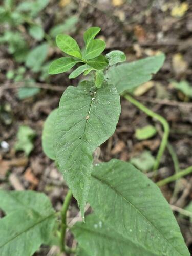 Euphorbia squamosa, photograph 2