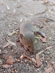 Mus musculus