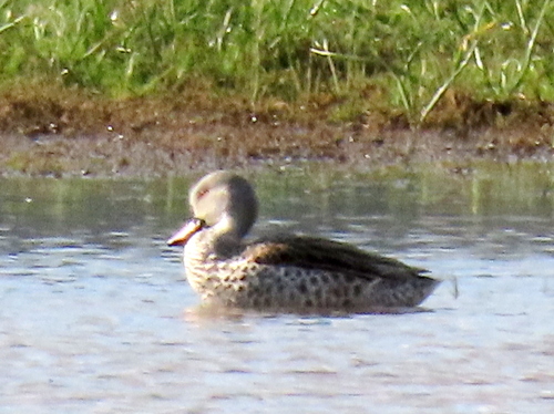 iNaturalist image