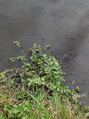 Helosciadium nodiflorum