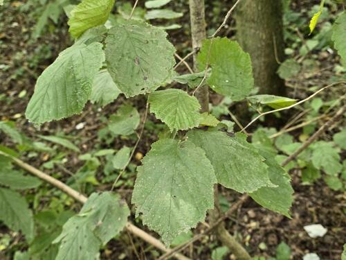 common hazel