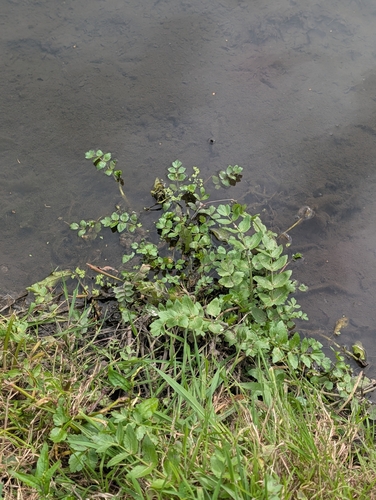 Helosciadium nodiflorum, photograph 2