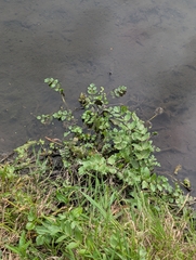 Helosciadium nodiflorum, photograph author not stated, no rights reserved