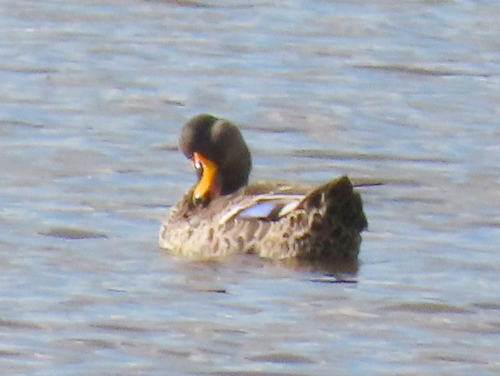 iNaturalist image