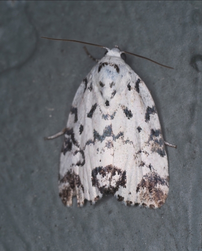 Hebrew Moth