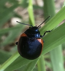 Chrysolina rossia