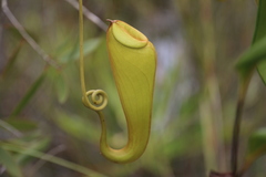 Nepenthes madagascariensis