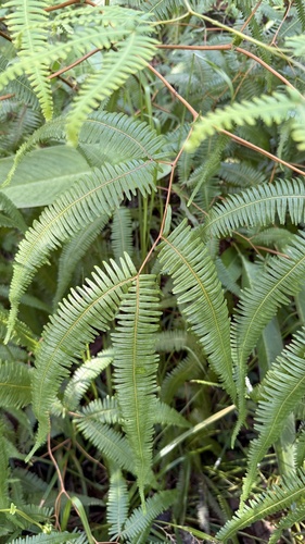 Gleichenella pectinata observed 2026-09-03