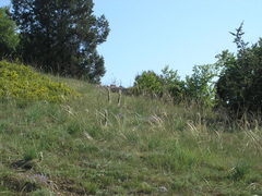 Asphodeline taurica