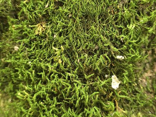 Rambling Tail-moss