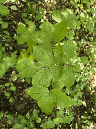Warty-barked Spindle